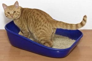 7 Cara Membersihkan Pasir Kucing untuk Pemula Update