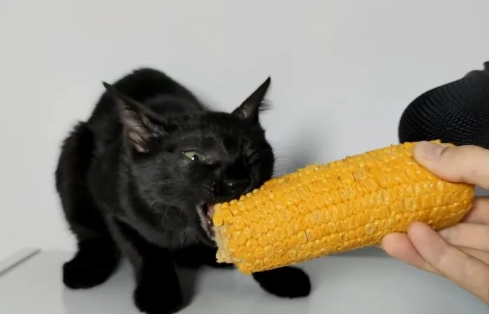 kucing makan jagung